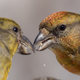 A female (left) and male (right) red crossbill